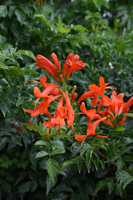 Red Cape Honeysuckle (Tecoma capensis) at Green Thumb Nursery