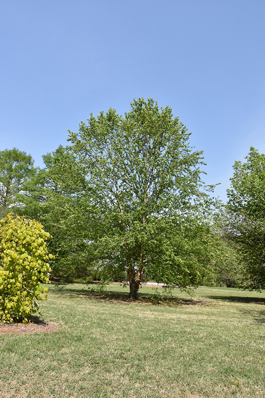 Dura Heat River Birch (Betula nigra 'Dura Heat') at Green Thumb Nursery