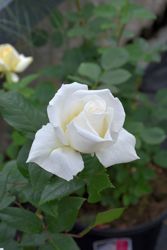 Queen Mary 2 Rose (Rosa 'Meifaissel') at Green Thumb Nursery