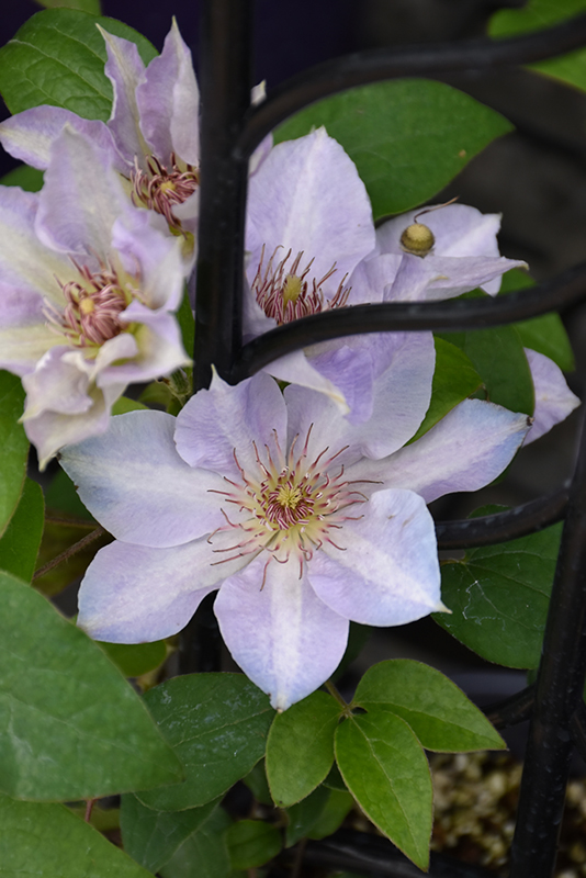 Tranquilite Clematis (Clematis 'Evipo111') at Green Thumb Nursery