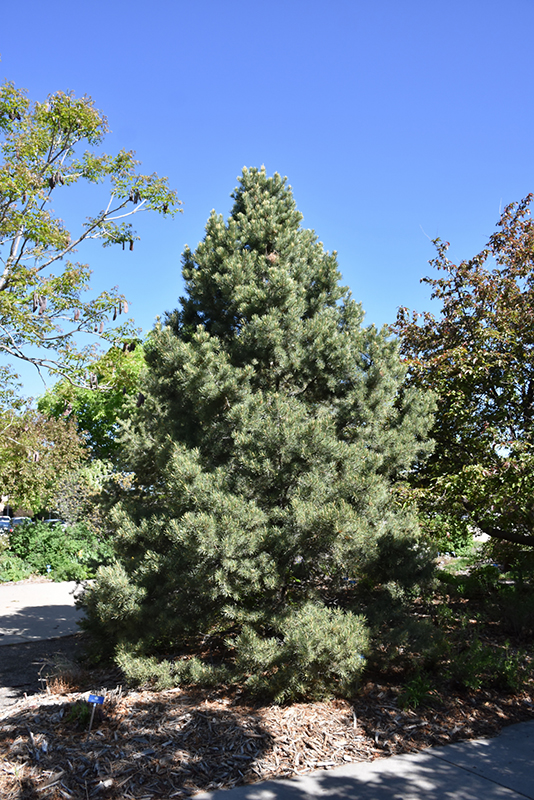 Pinyon Pine (Pinus edulis) at Green Thumb Nursery