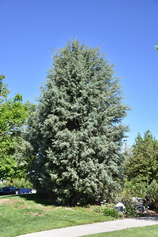 Arizona Cypress (Cupressus arizonica) at Green Thumb Nursery