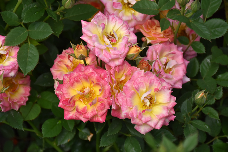 Tiddly Winks Rose (Rosa 'Tiddly Winks') at Green Thumb Nursery