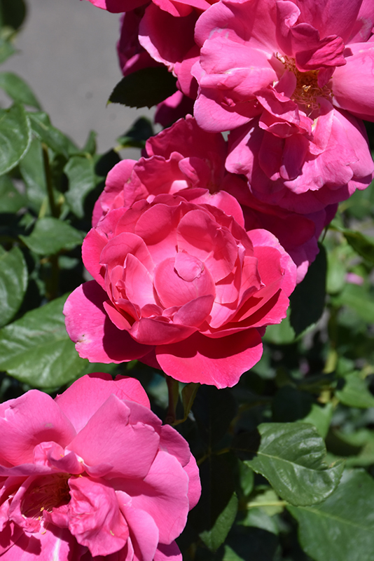 Grande Dame Rose (Rosa 'WEKmerewby') at Green Thumb Nursery