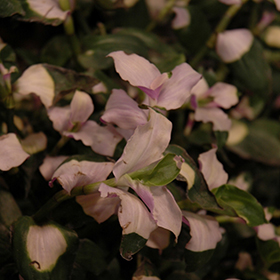 Plant Photo 9