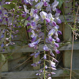Plant Photo 7
