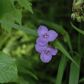 Plant Photo 3