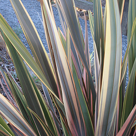 Plant Photo 6