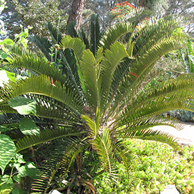 Plant Photo 9