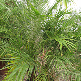 Plant Photo 8