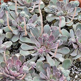 Plant Photo 4