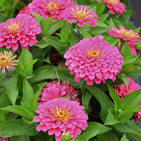Plant Photo 1