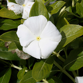 Plant Photo 10