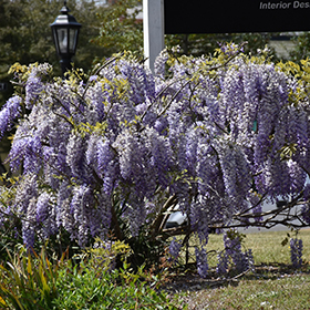 Plant Photo 6