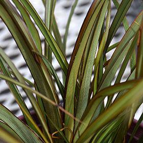 Plant Photo 8