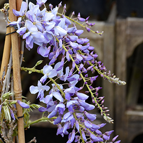 Plant Photo 8