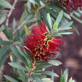 Plant Photo 7