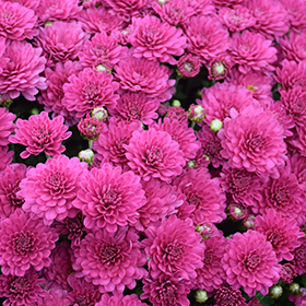 Plant Photo 3