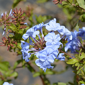 Plumbago deals imperial blue